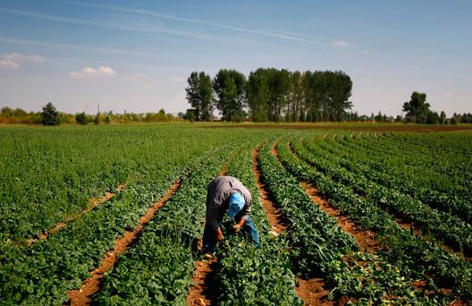 Horticulture sector in crisis as labour shortages bite hard – Ken Whelan